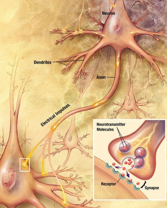 Brain Fog Is Structural — and Reversible